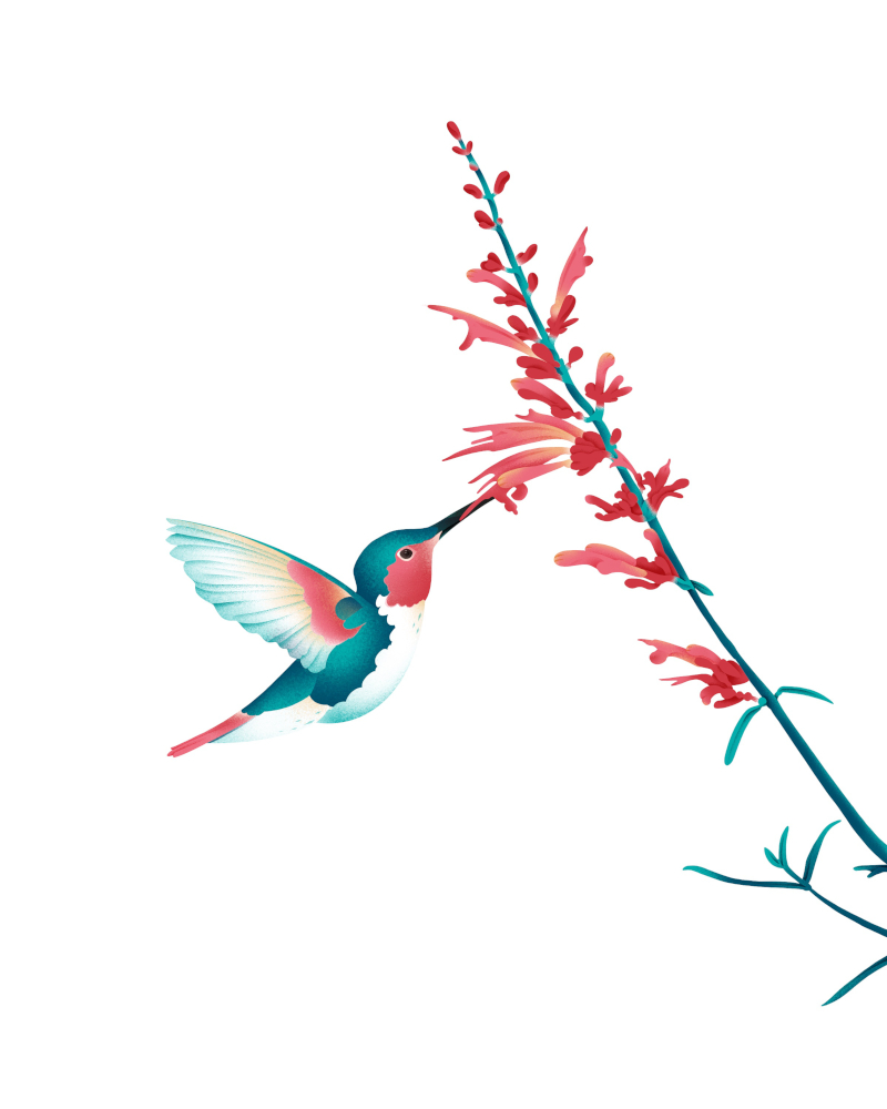 Wildlife illustration of hummingbird in flight sipping nectar from Agastache Rupestris flower.